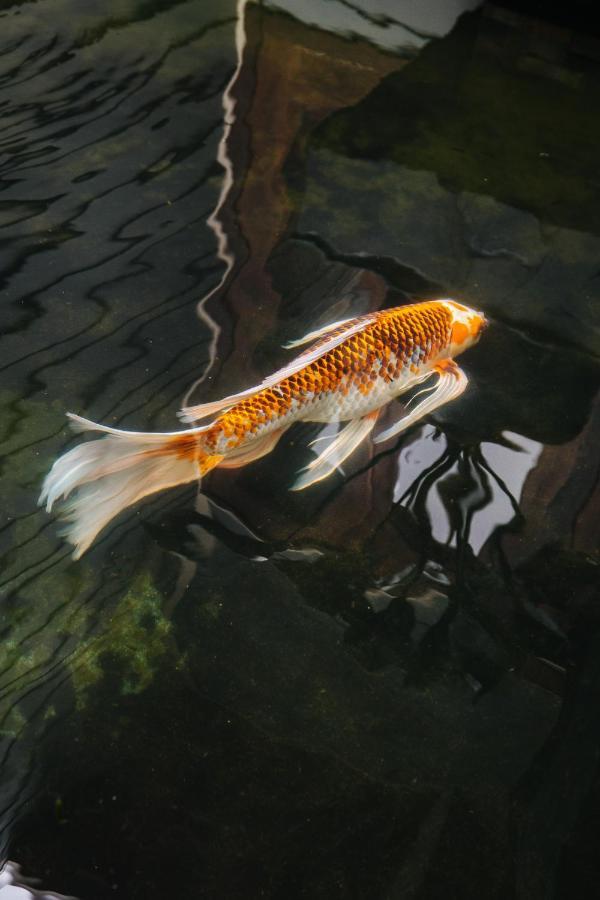 The Koi House With Pool Apartment Kailua-Kona Bagian luar foto
